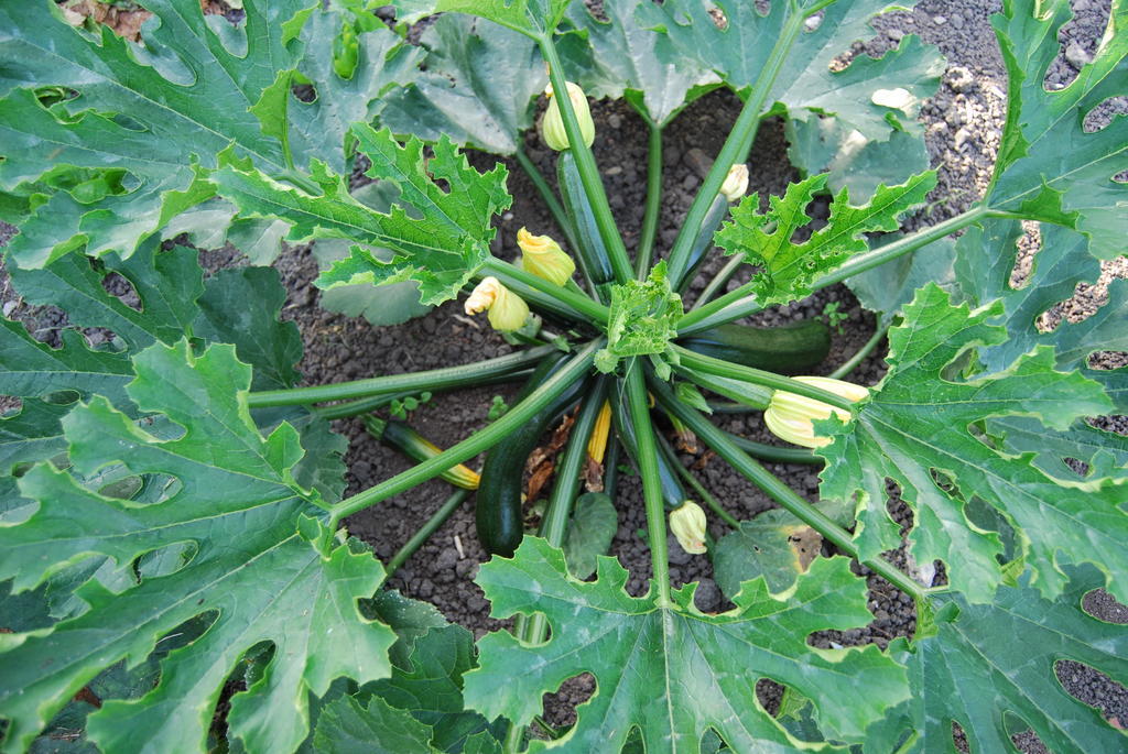 Bed&Brood De Straverdonk Graft Δωμάτιο φωτογραφία