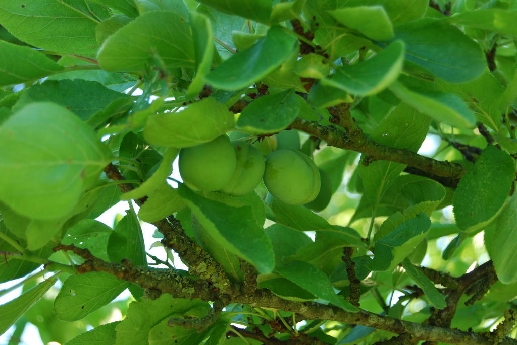 Bed&Brood De Straverdonk Graft Δωμάτιο φωτογραφία