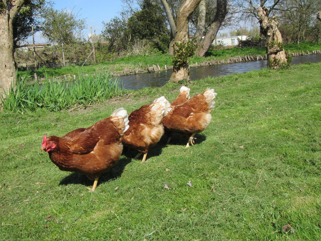 Bed&Brood De Straverdonk Graft Εξωτερικό φωτογραφία